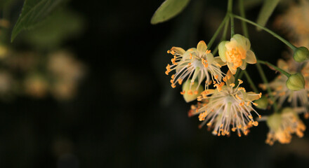 
A workaholic bee collects nectar from acacia and linden flowers in spring.