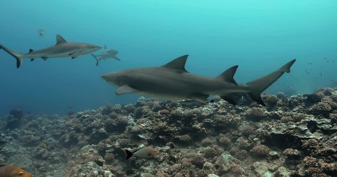 Group of lemon sharks from below near Tahiti in the Pacific Ocean. Marine life with sharks swimming near coral reef in the Ocean. Diving in the clear water - 4K