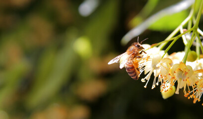 
A workaholic bee collects nectar from acacia and linden flowers in spring.