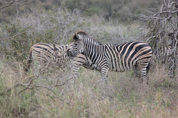 Fototapeta na wymiar zebra in the savannah of the Kruger National Park
