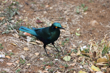blue starling walking amongst leaves in the Kruger National Park