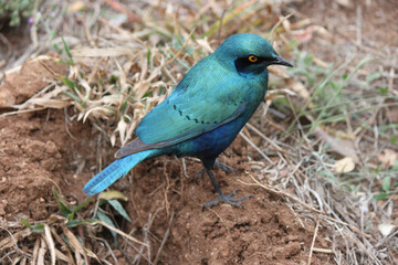 blue starling sitting in the grass in the Kruger National Park