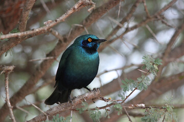 blue starling sitting on a thorn tree in the Kruger National Park