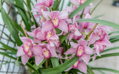 Obraz na płótnie Canvas Beautiful pink phalaenopsis orchids