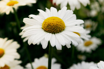 Naklejka premium Beautiful camomile close-up. Therapeutic chamomile. Fragrant flowers top view. Greeting card with place for an inscription. Summer flower arrangement. Delicate daisy flower
