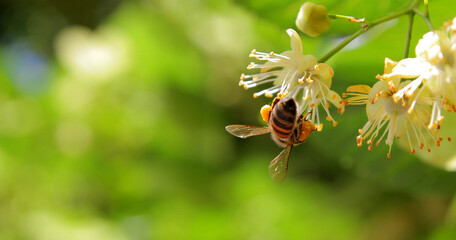 
A workaholic bee collects nectar from acacia and linden flowers in spring.