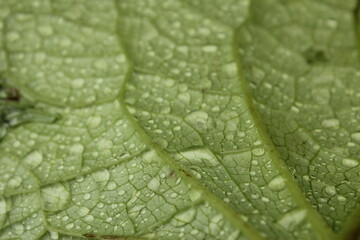 Dew drops on the flowers and plants, macro and close-up photo, nature background.