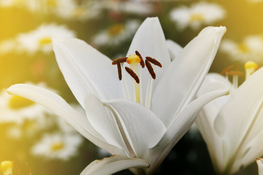 Beautiful white lily close-up. Fragrant beautiful flower in the garden. Greeting card with flowers. Flowers in the garden background image. Beautiful flowers close-up.
