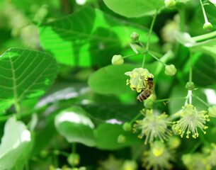 
A workaholic bee collects nectar from acacia and linden flowers in spring.
