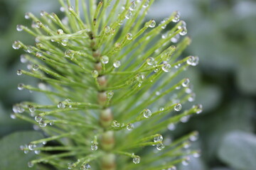 Dew drops on the flowers and plants, macro and close-up photo, nature background.