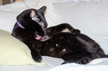 close up on black cat bathing his belly with tongue out