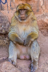 Wild barbary ape sitting and holding its own hands, Morocco