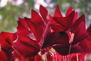 Bright red leaves of decorative oxalis triangularis or purple shamrock on a blurred background.