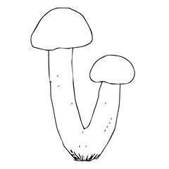 Simple vector freehand drawing in black outline. Edible mushroom isolated on a white background. Element of nature, forest, autumn. Organic product, vegetarianism, food, menu, ingredient.