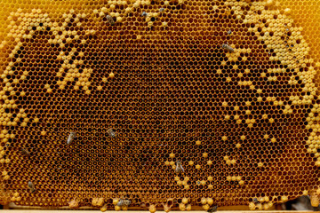 closeup of bees on honeycomb in apiary - selective focus, copy space