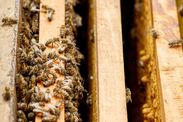 Bee hives in care of bees with honeycombs and honey bees. beekeeper opened hive to set up an empty...