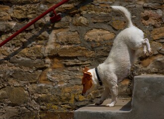 dog Jack Russel terrier running down the stairs in the city