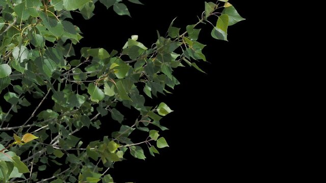 A beautiful fresh green tree flutters in the wind. Recorded on a blue box and cut out so that you can insert it without any problems using the alpha channel.