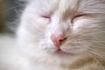 White cat's face close-up color blur background
