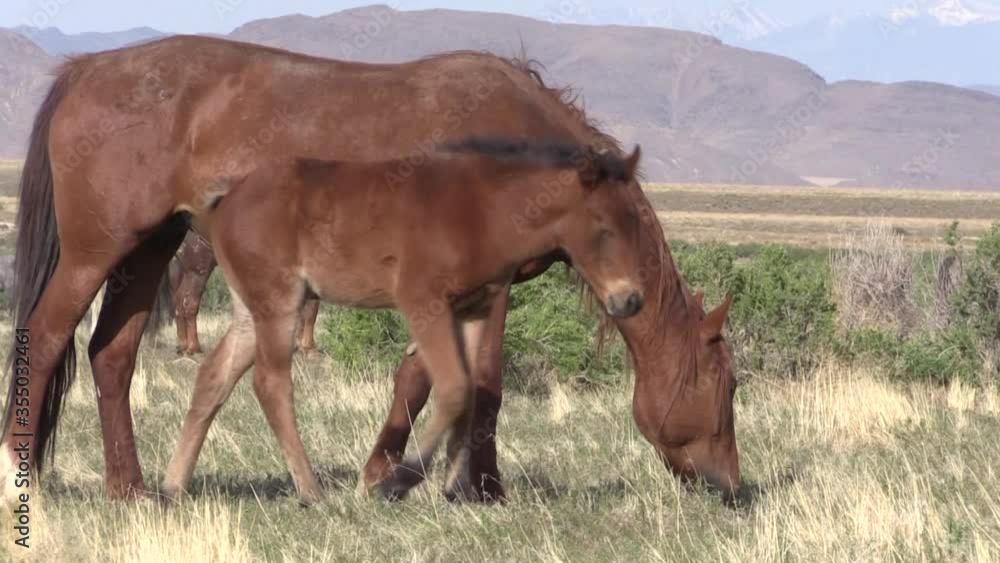 Sticker Wild Horse Mare and Foal in the Utha Desert