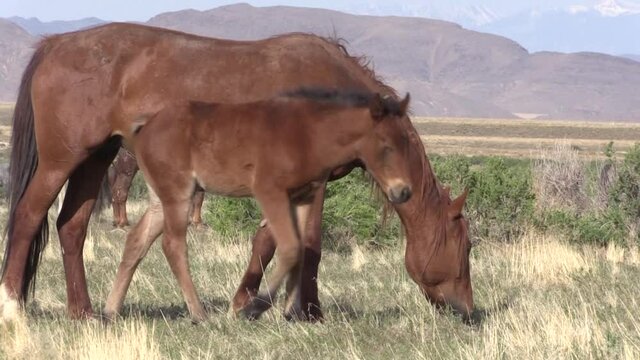 Wild Horse Mare and Foal in the Utha Desert