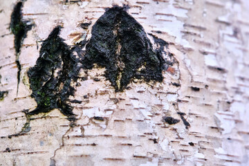texture of birch bark macro color nature