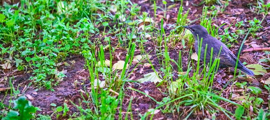 Little street bird sits in the grass general plan color