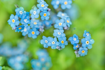 Violet blue flowers. summer background. forget-me-nots macro. raindrops and dew on the petals. one dandelion seeds.Beautiful summer spring card