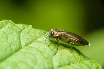 A small tiny beetle of Golden color on a juicy green leaf. Macrophotography, selective focus, copy space