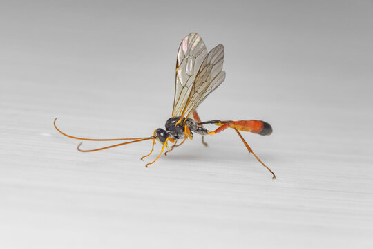 A small tiny parasitica wasp on a white surface. Macrophotography, selective focus, copy space