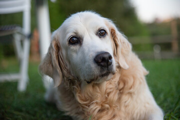 portrait of an old golden retriever