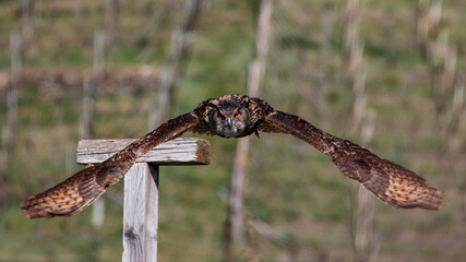 Uhu im Flug
