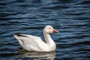 Snow Goose swims in the river