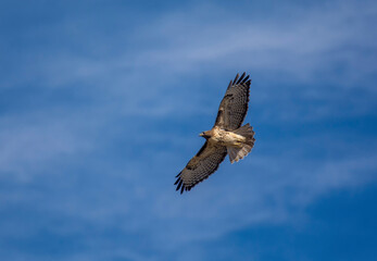 Fototapeta na wymiar Soaring Red-tailed Hawk