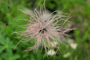 Flowers head macro and close-up in Georgia.Nature and blur background.