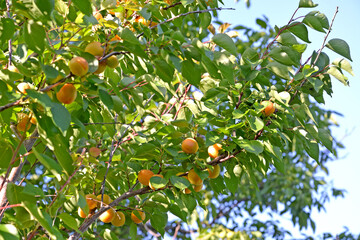 Crown apricot tree with ripe fruit