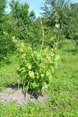 Young vine grows on a country plot