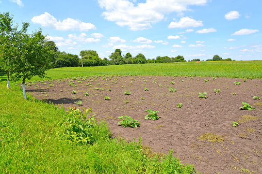 Young pumpkin plants grow on bahce