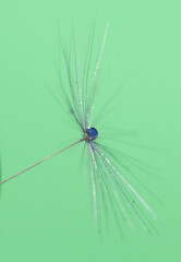 dandelion seed with a water droplet against a green background