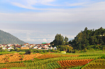 a plantation area in the cool mountains, producing lots of vegetables, the location is called CEMOROSEWU, in the city of KARANGANYAR, CENTRAL JAVA, INDONESIA