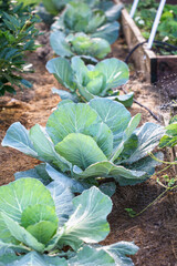 Cabbage plants squeezed into the walkway of a backyard organic Victory Garden during the Covid-19 crisis. Selective focus with blurred foreground and background.
