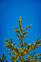 Cones on a tree in the springtime 