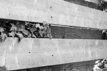 grayscale old wooden fence with flowers
