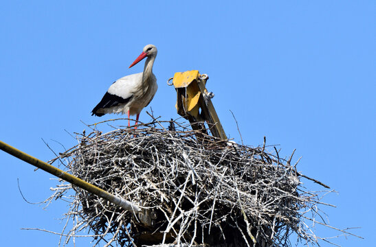 A white stork is seen on a nest built atop a crane in Torre d'Isola, near Pavia