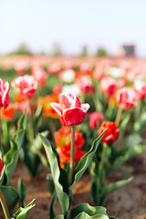 Red tulips in the garden