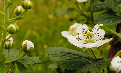 Close-up of a Blackberry blossom,  growing next to a meadow in the spring, Rubus fruticosus 