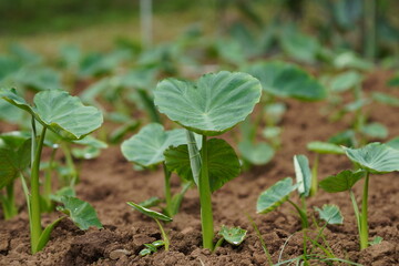 sprout of vegetable in farm