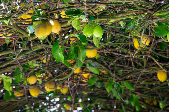 lemons in the garden