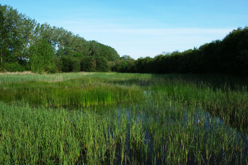 Wetland, natural space with great diversity of species.