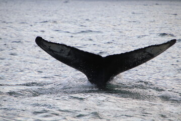 humpback whale fluke